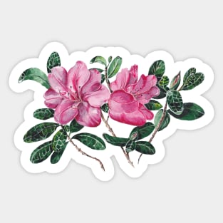 Azalea Sticker